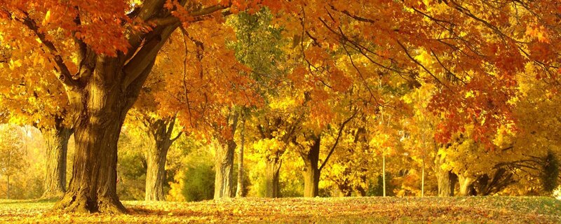 Autumn trees in a park
