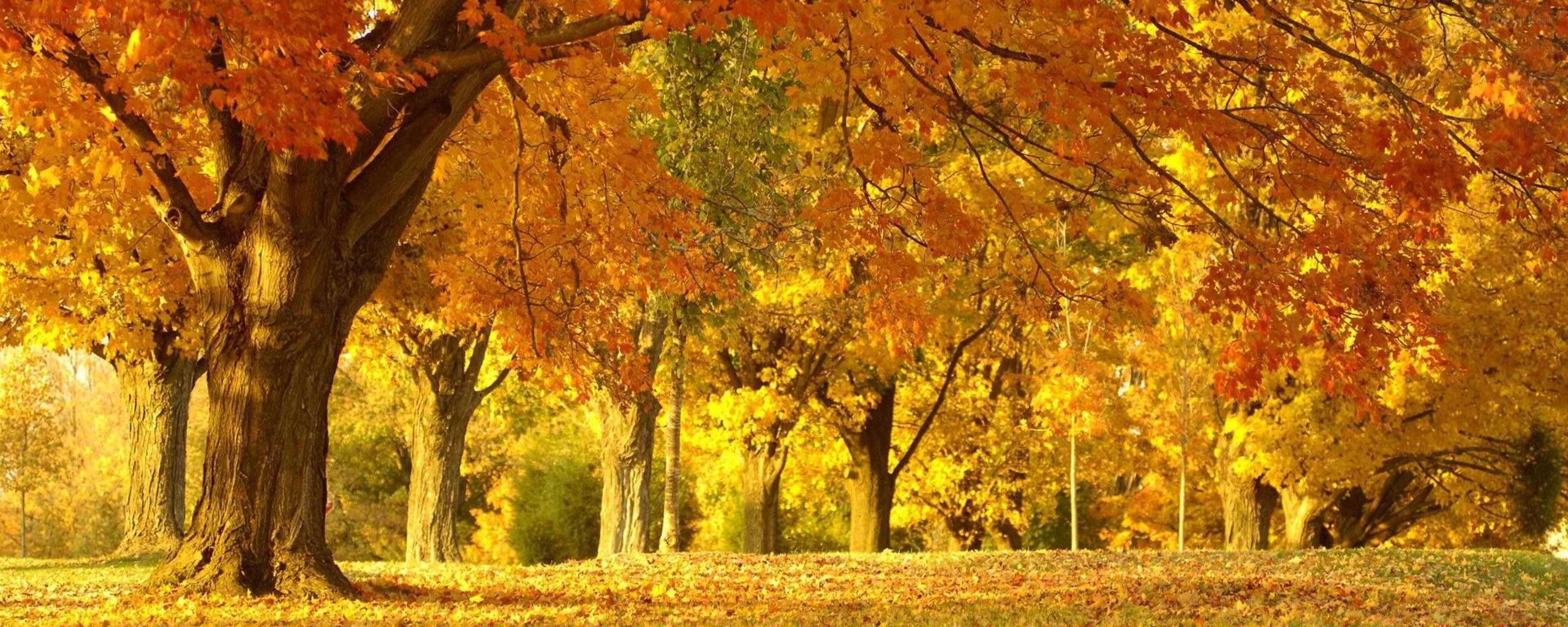 Autumn trees in a park