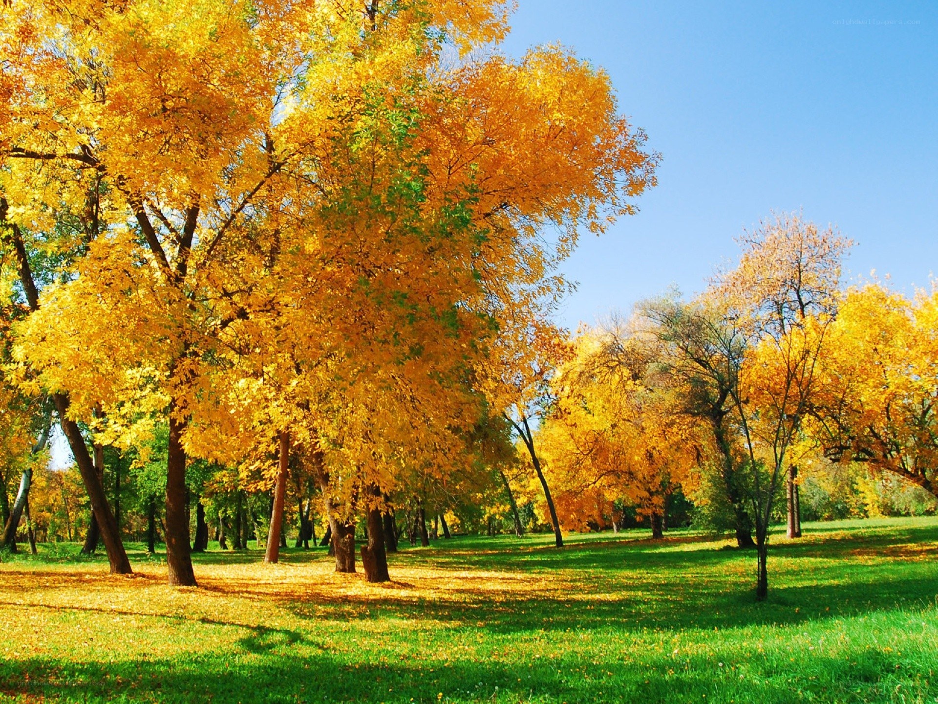 Autumn trees in a park
