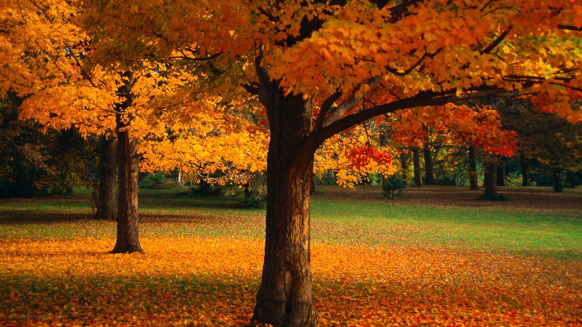Autumn trees in a park