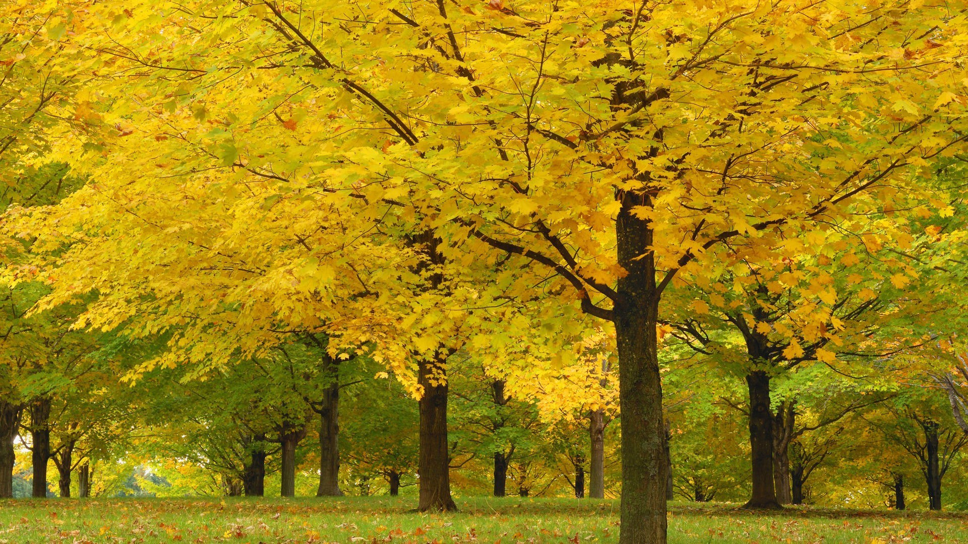 Autumn trees in a park