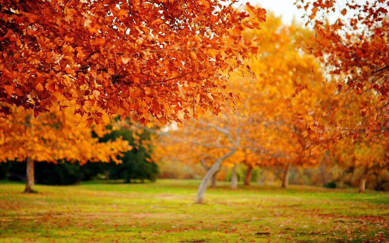 Autumn trees in a park