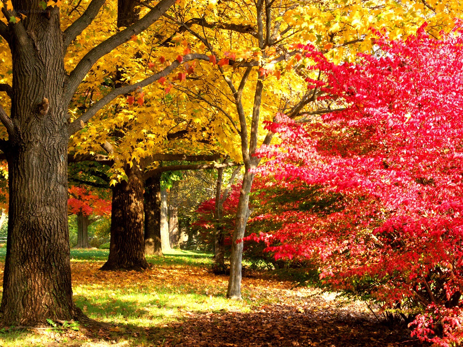 Autumn trees in a park