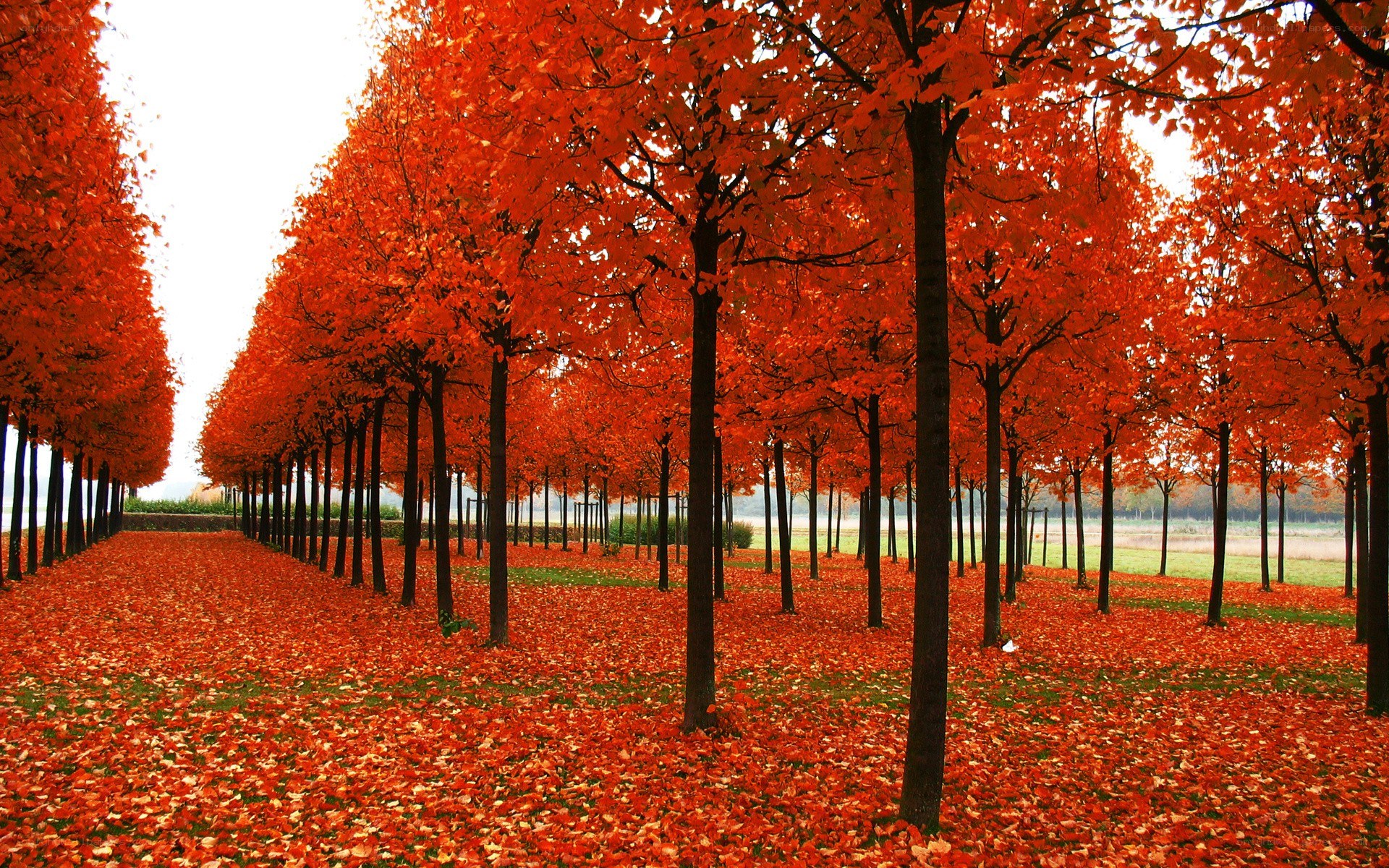 Autumn trees in a park