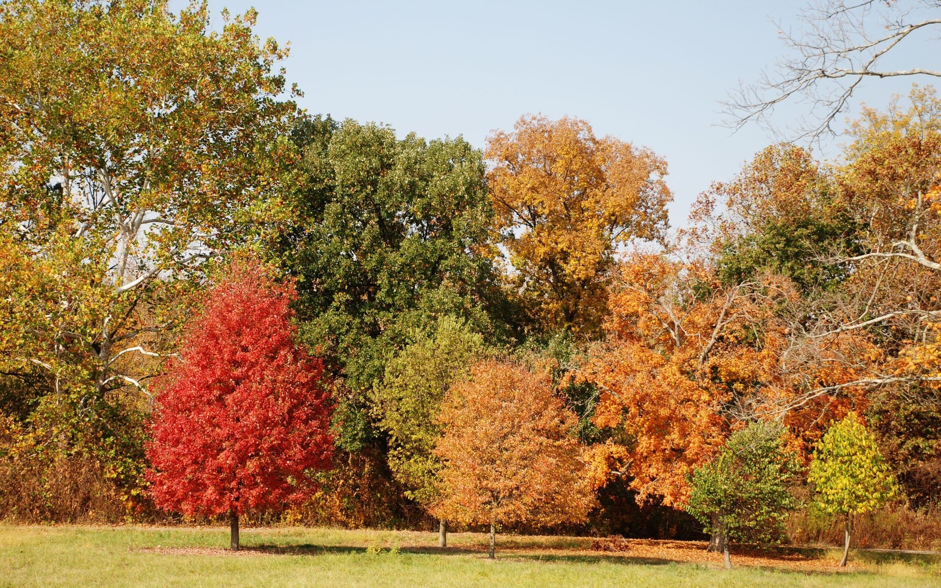 autumn trees in a park