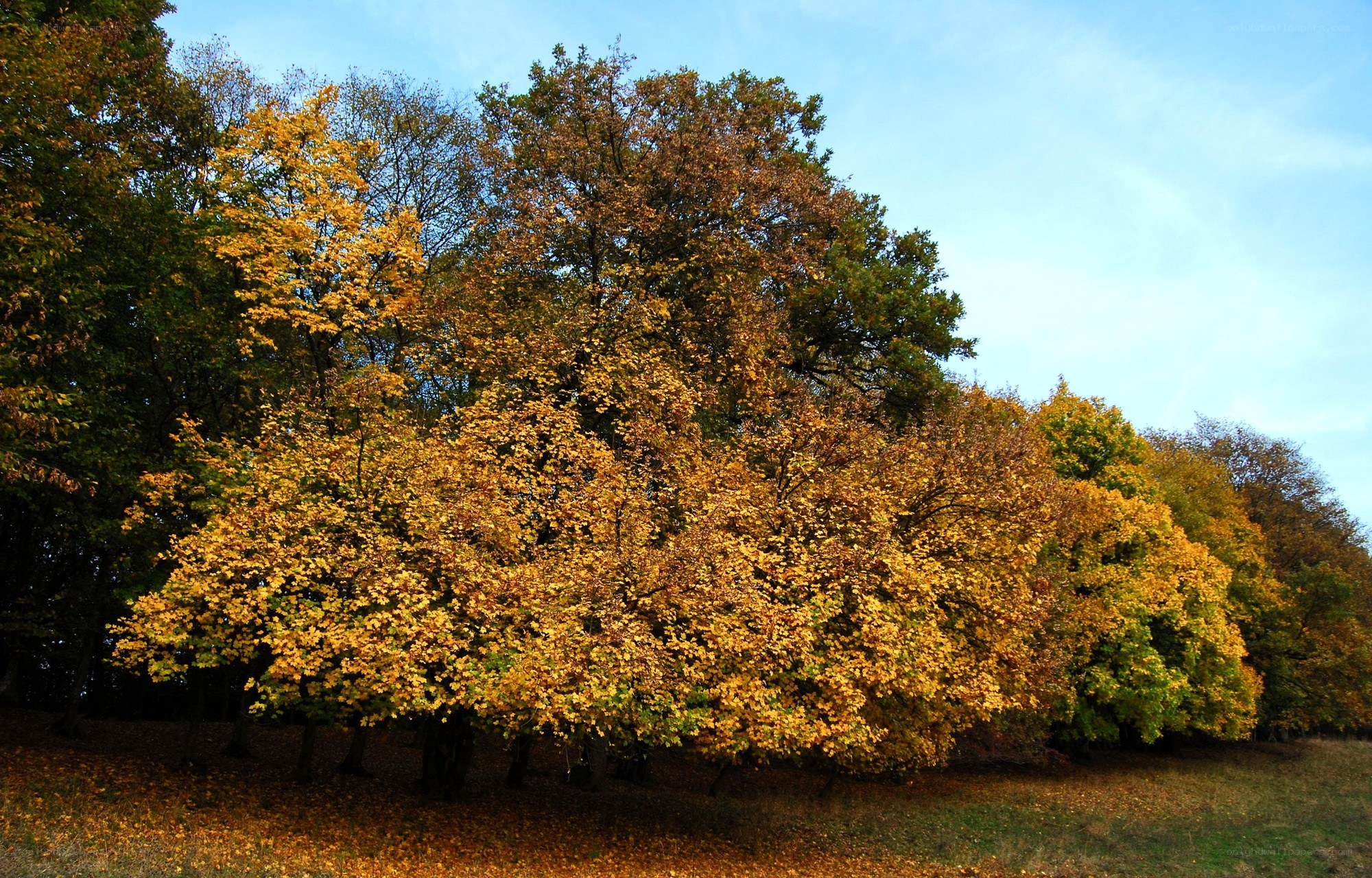 Autumn trees in a park