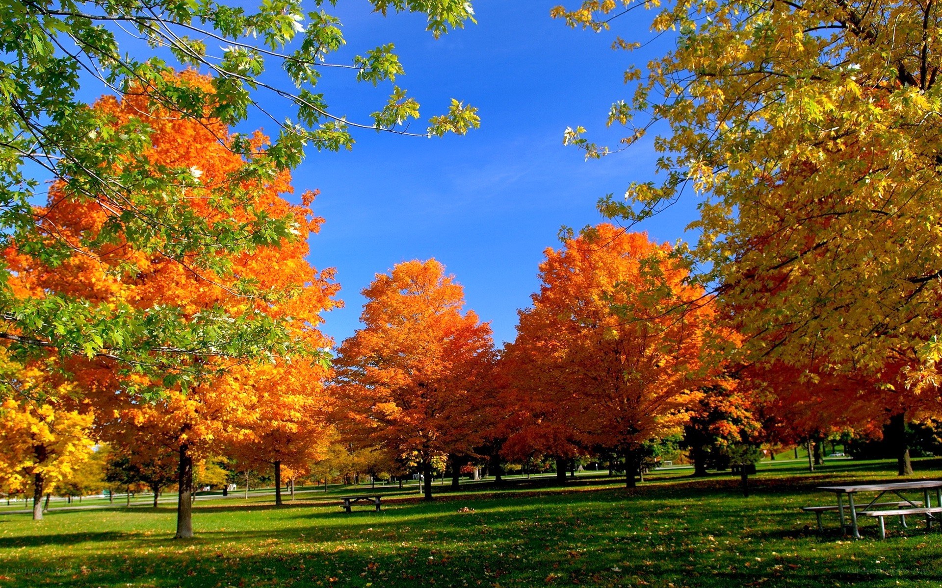 Autumn trees in a park
