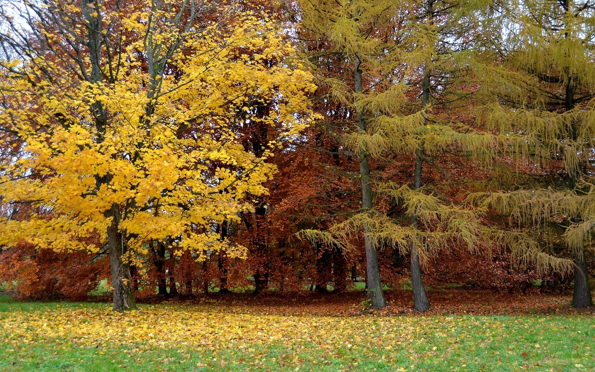 Autumn trees in a park