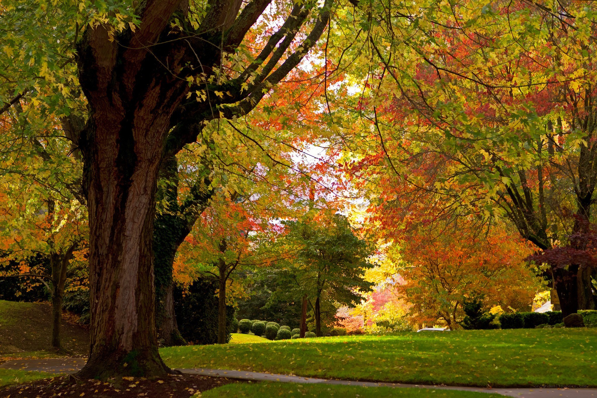Autumn trees in a park
