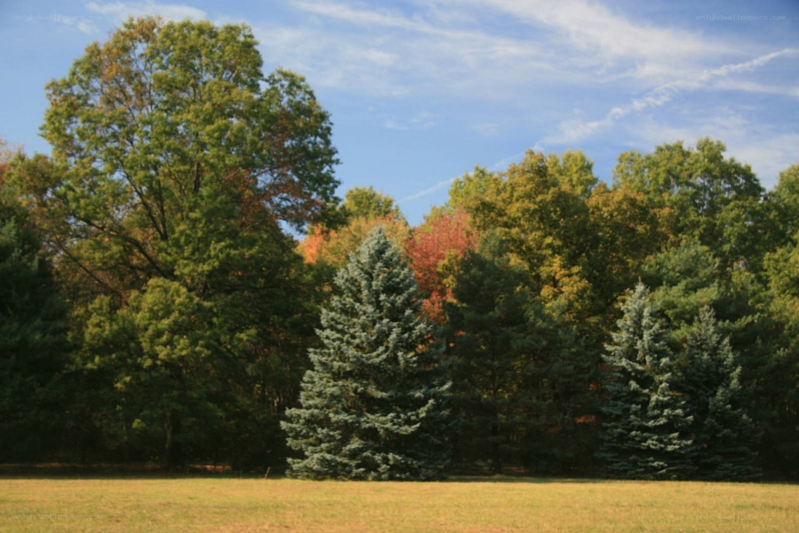 Autumn trees in a park