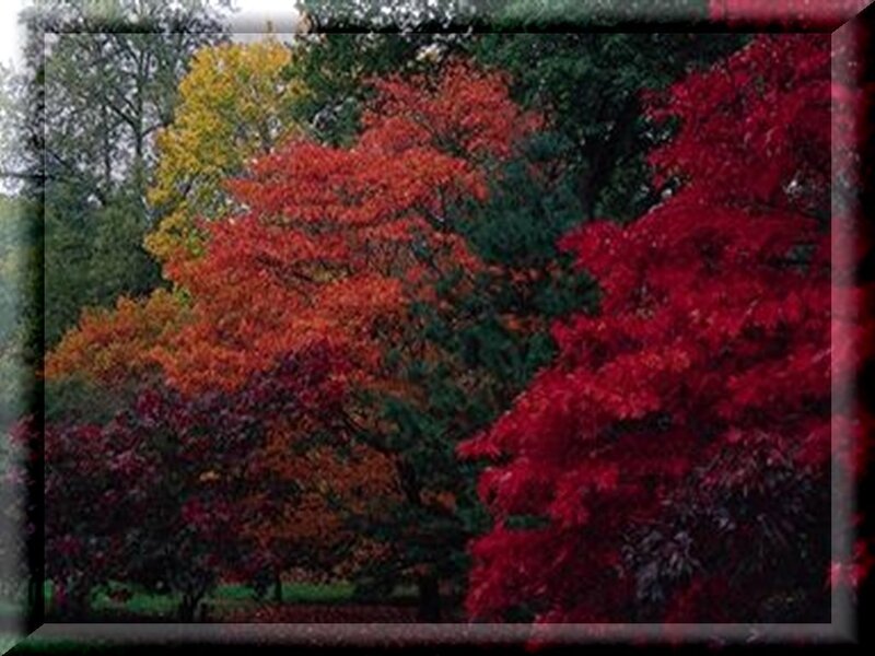 Autumn trees in a park