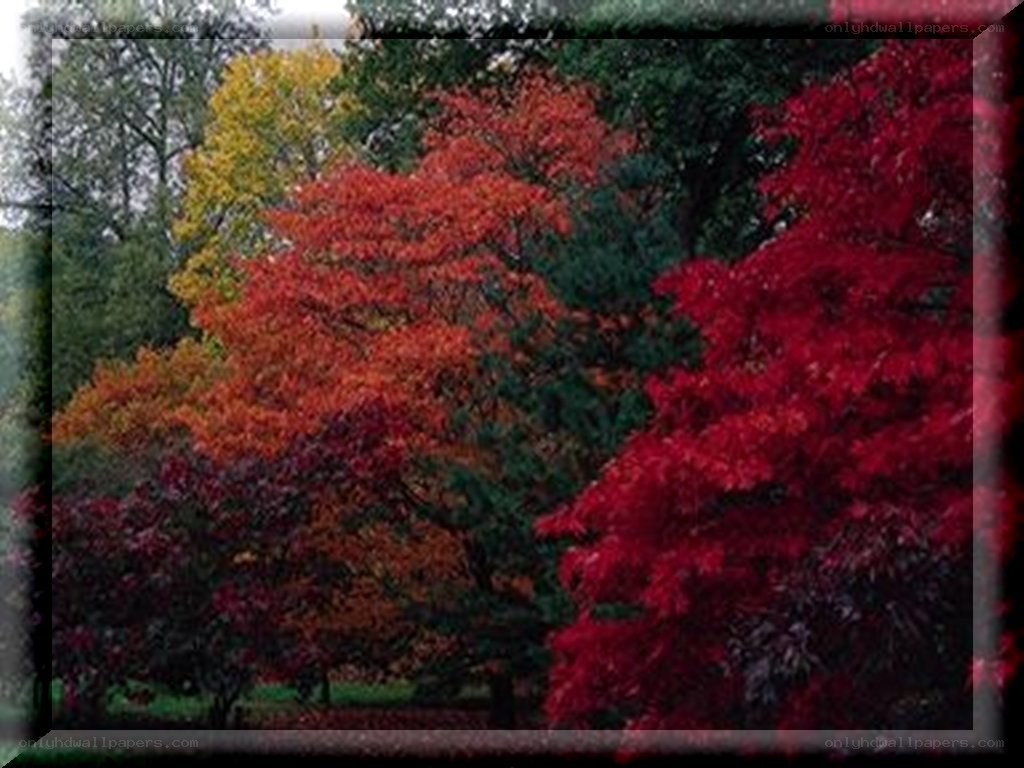 Autumn trees in a park
