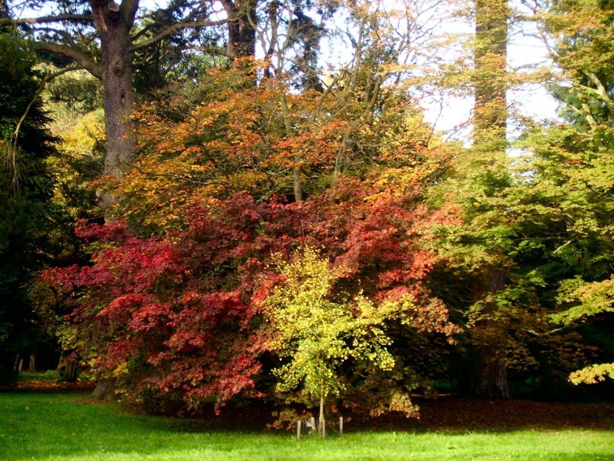 Autumn trees in a park