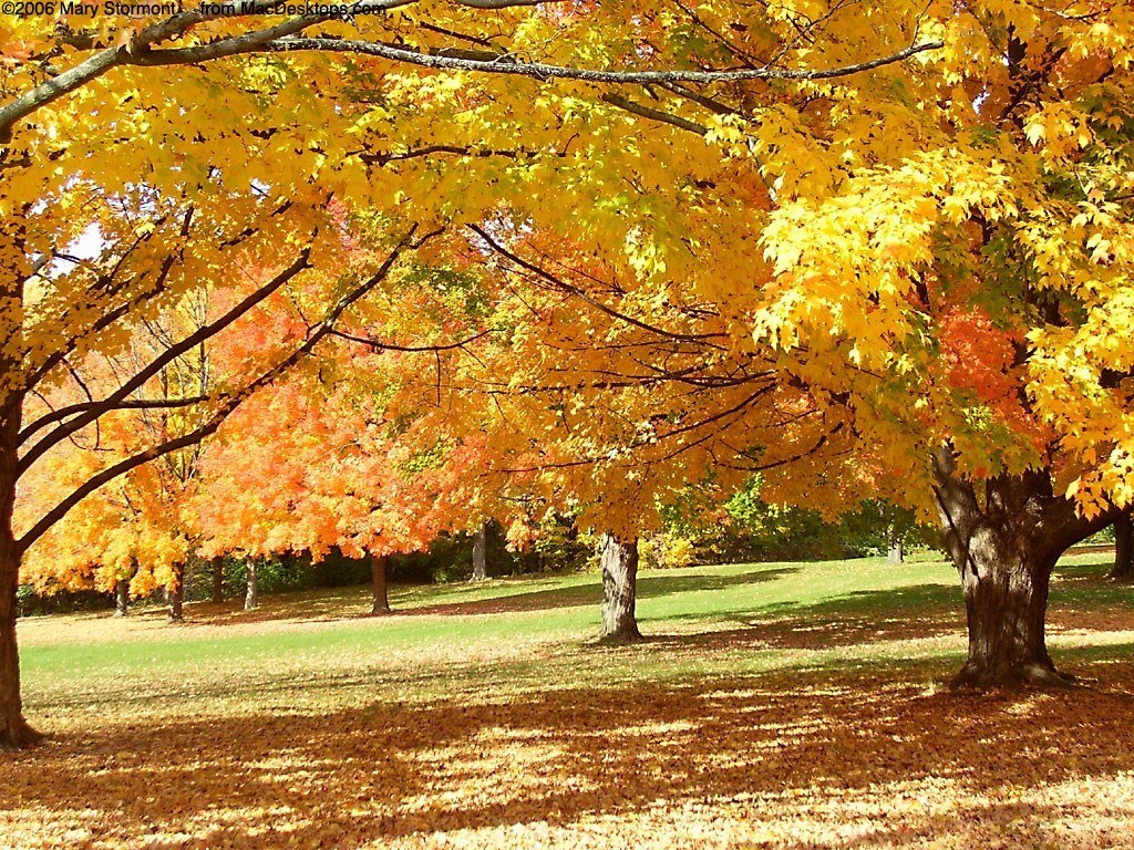 Autumn trees in a park