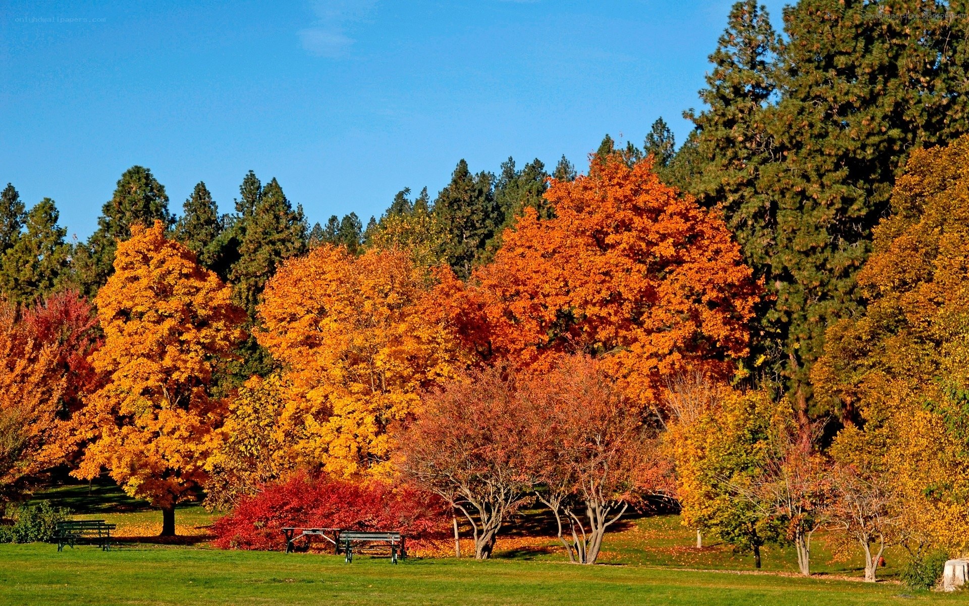 Autumn trees in a park