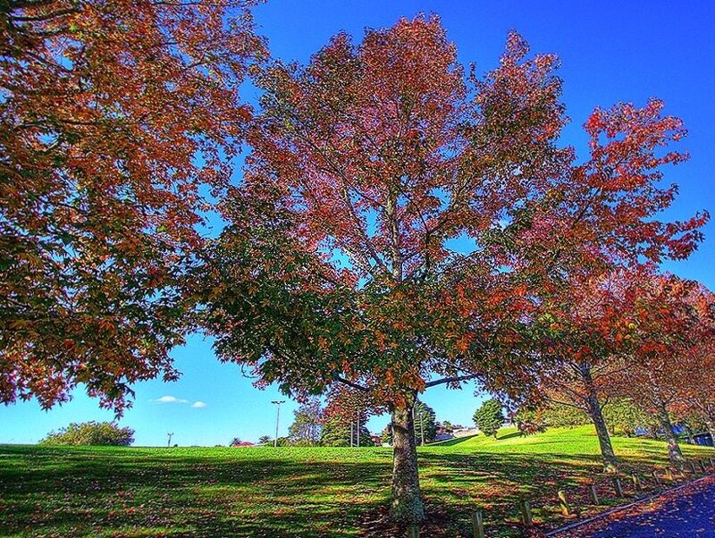 Autumn trees in a park