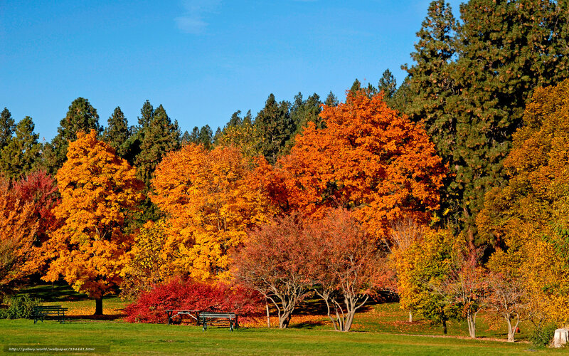 Autumn trees in a park