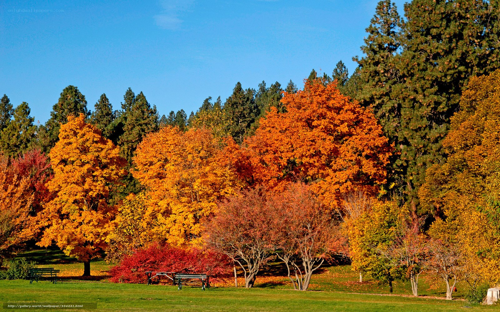 Autumn trees in a park