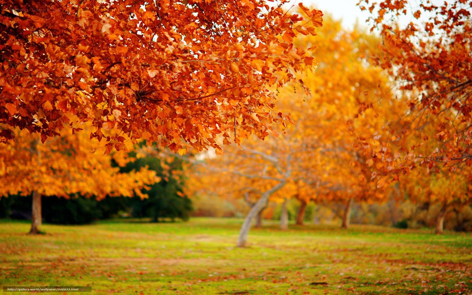 Autumn trees in a park
