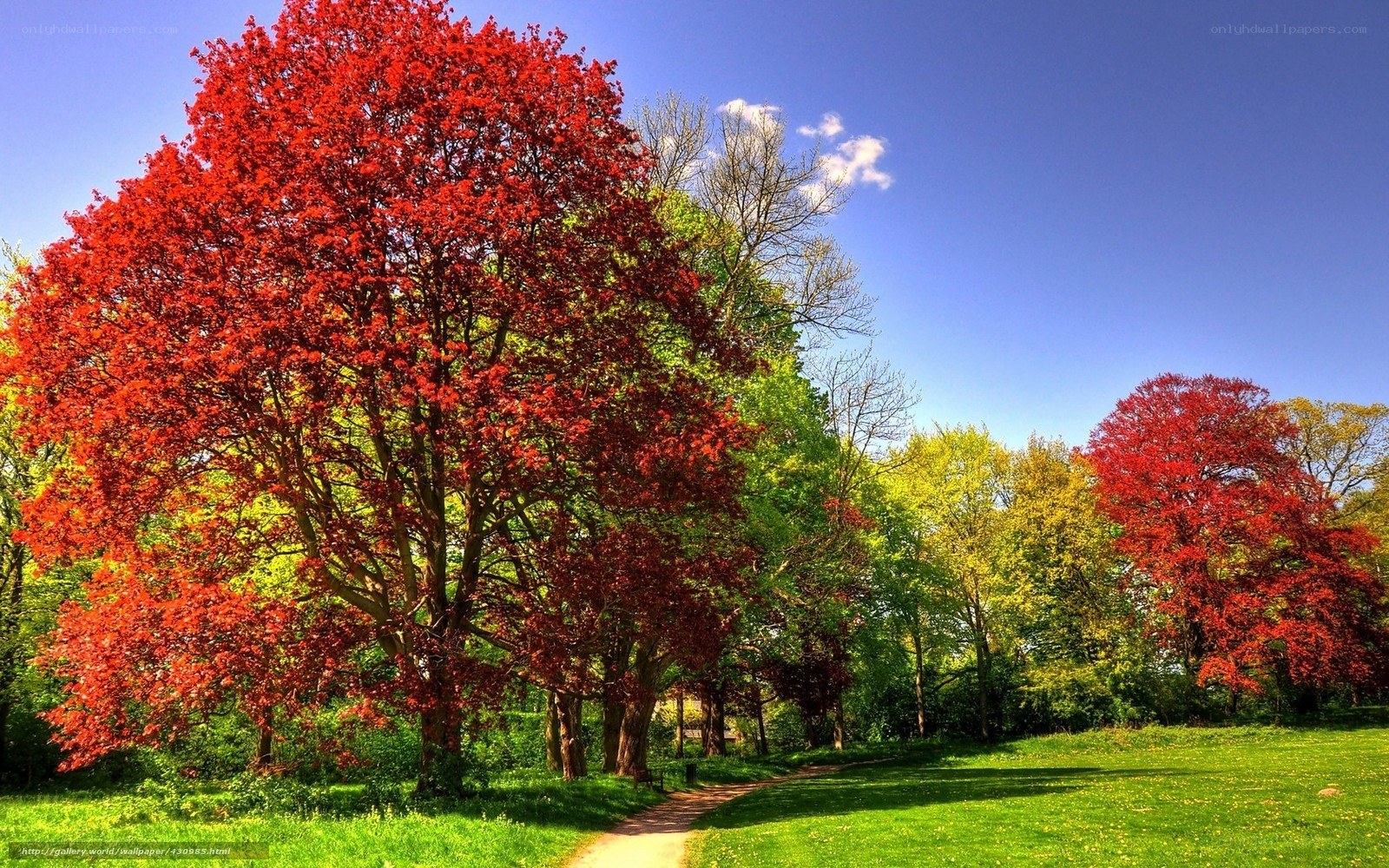 Autumn trees in a park