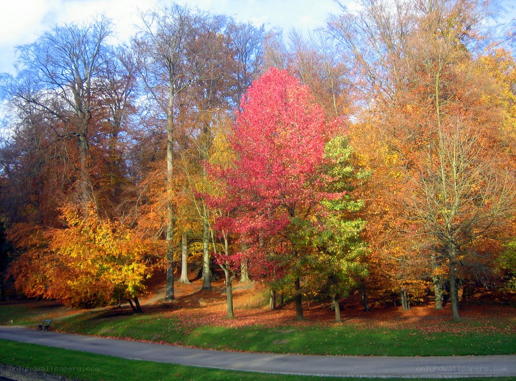Autumn trees in a park