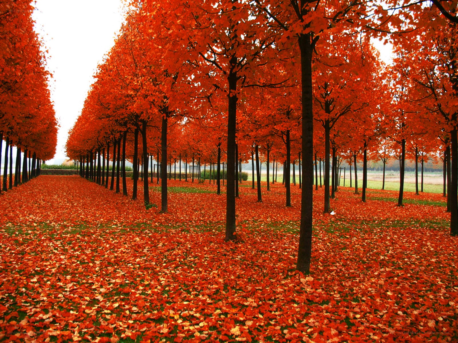 Autumn trees in a park