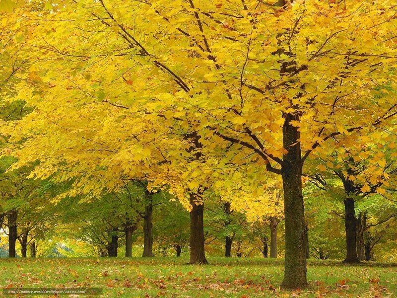 Autumn trees in a park