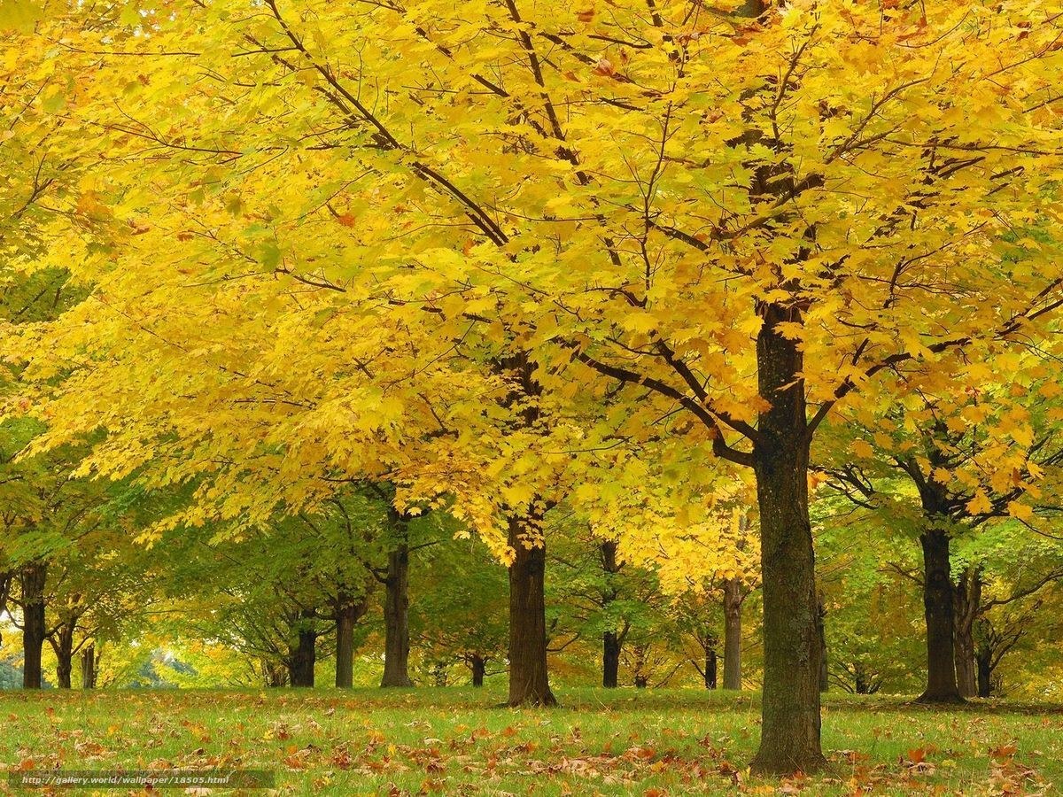 Autumn trees in a park