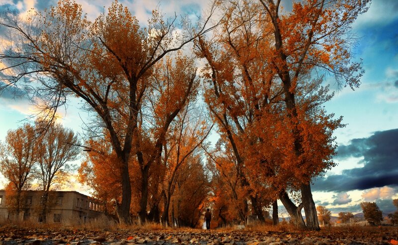 Autumn trees in a quiet park