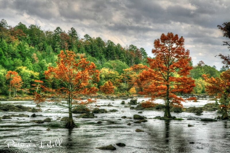 Autumn trees in a river