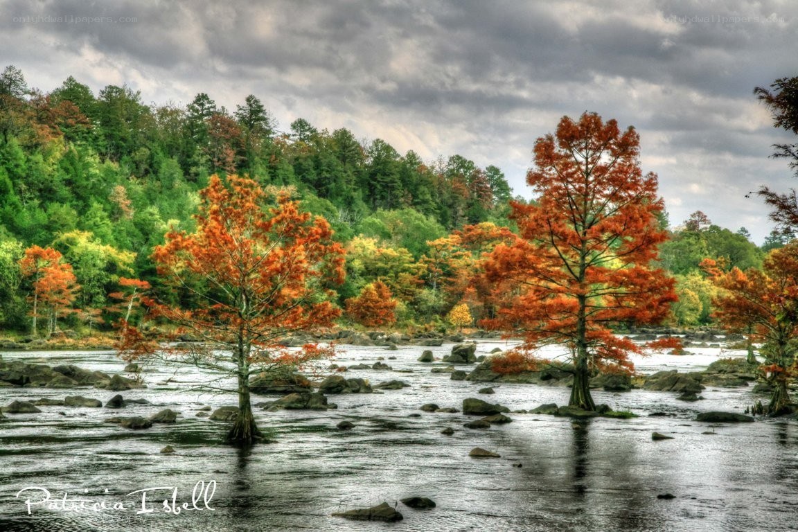 Autumn trees in a river