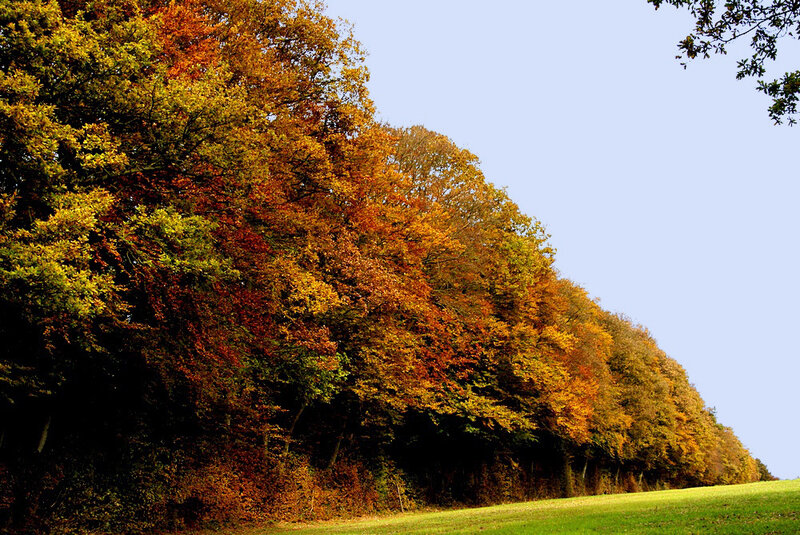 Autumn Trees in a Row — Orange