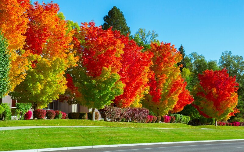Autumn Trees in a Row — Red