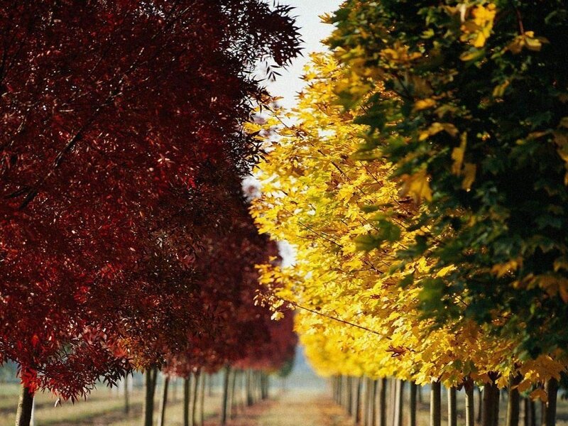 Autumn trees in a row