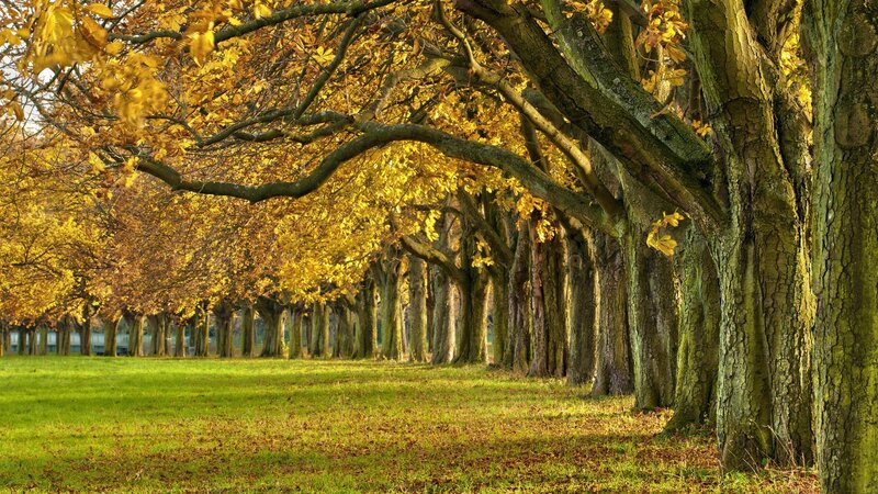 Autumn Trees in a Row — Yellow