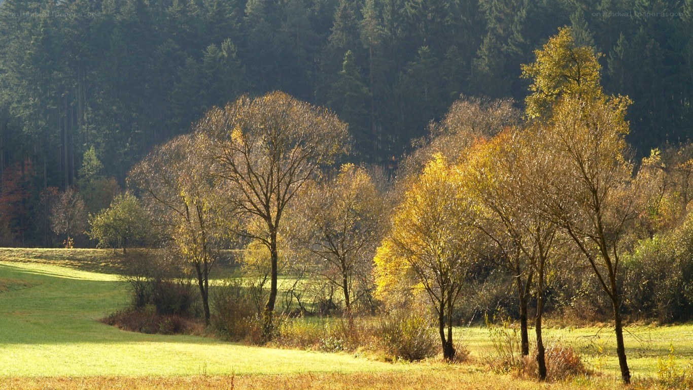 Autumn trees in a sunlit field