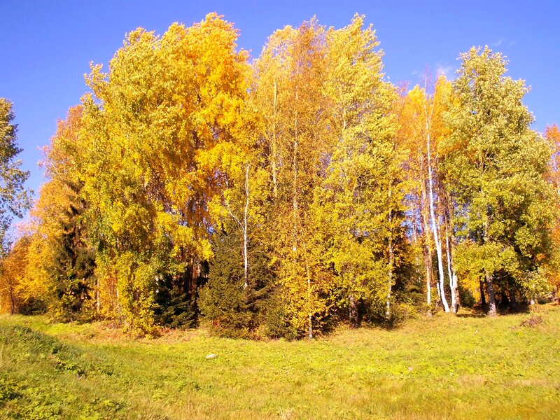 Autumn trees in a sunny field