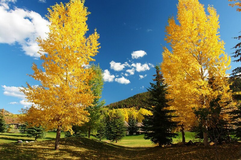 Autumn trees in a sunny park