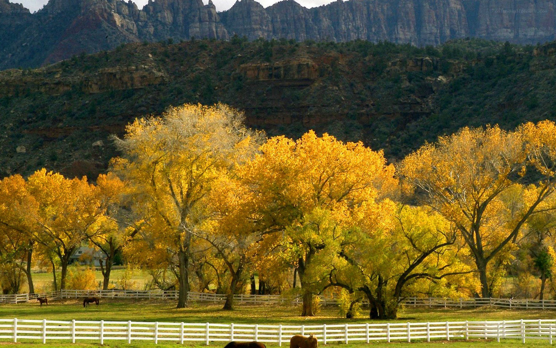 Autumn trees in a valley