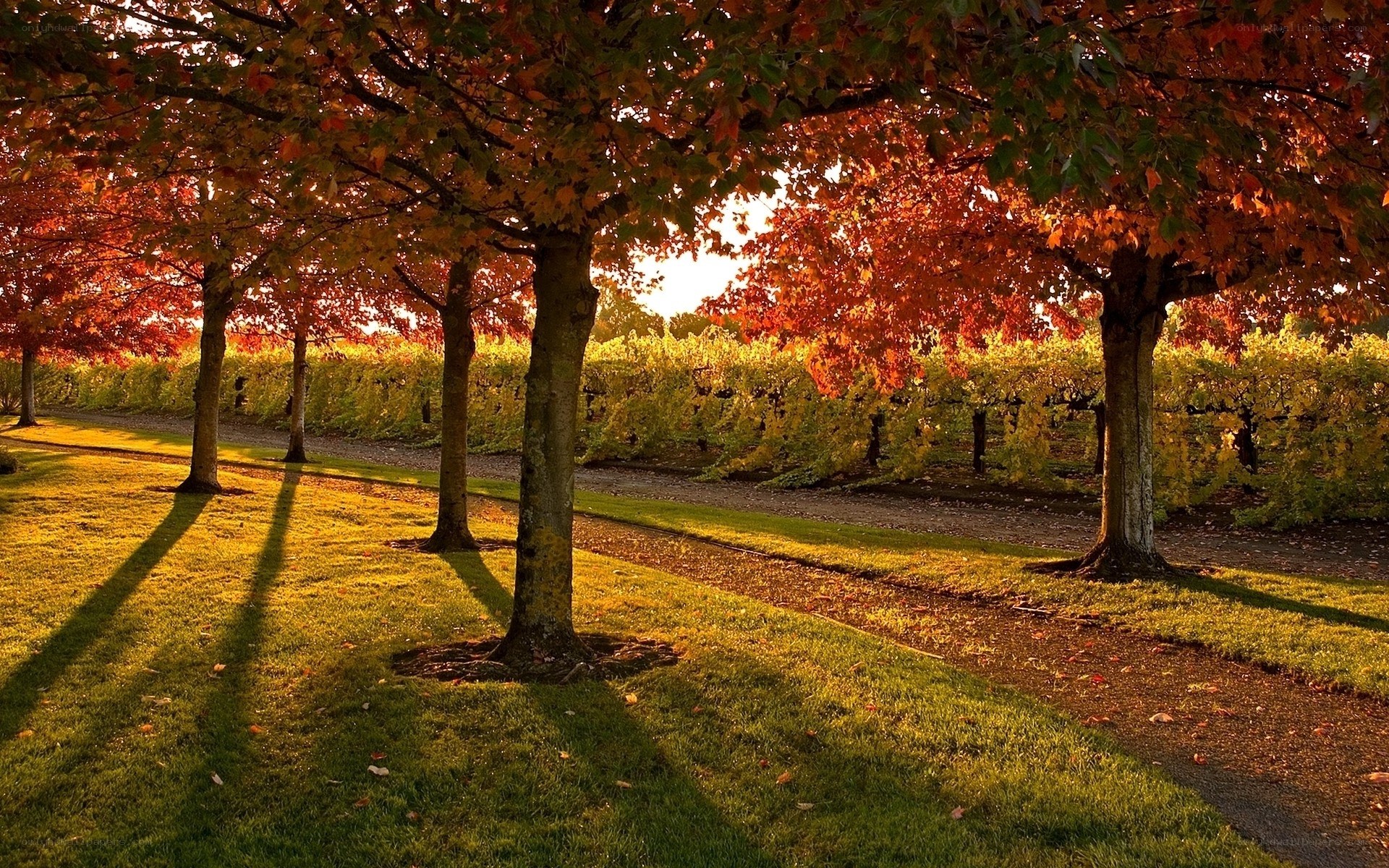 Autumn trees in a vineyard