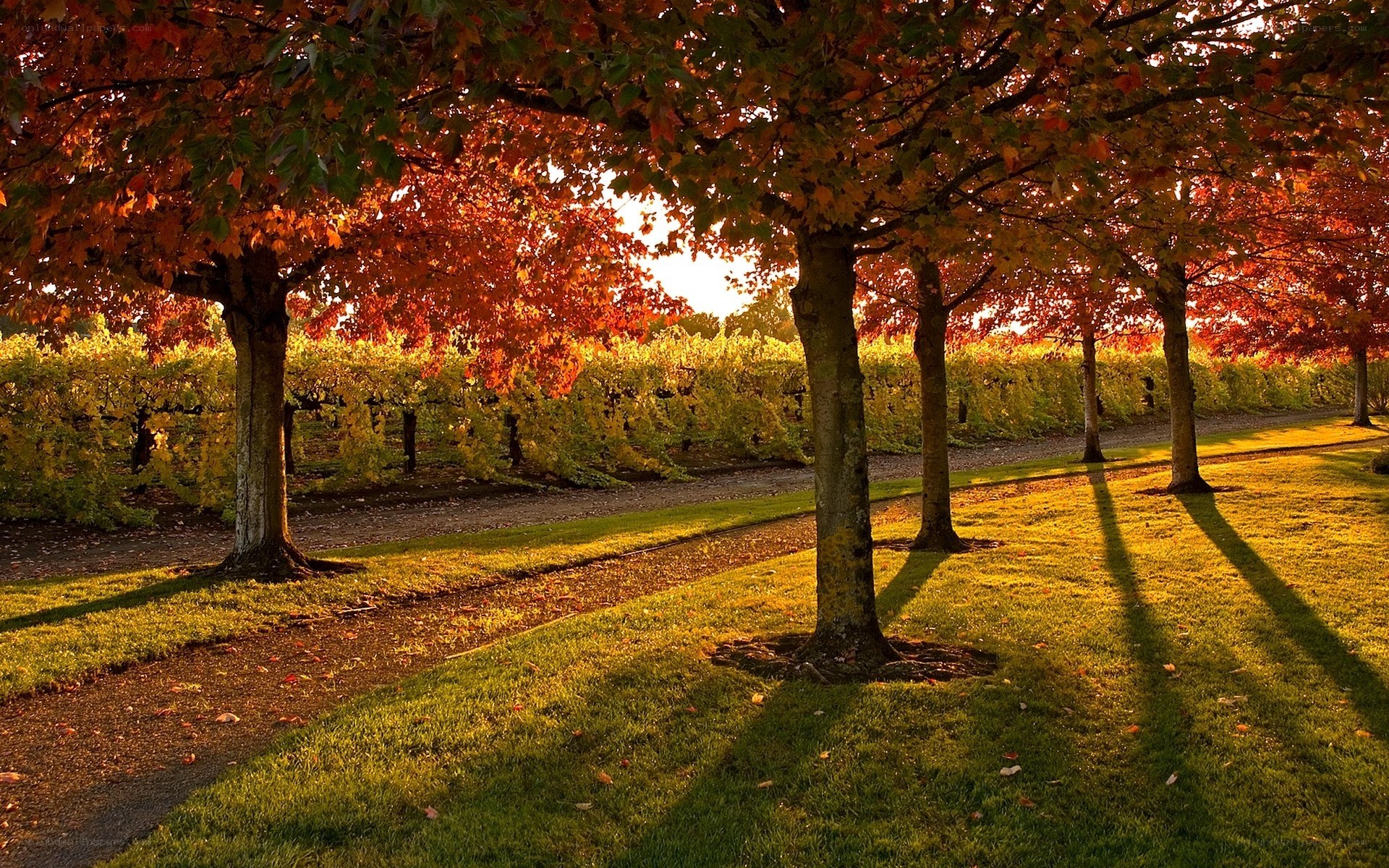 Autumn trees in a vineyard