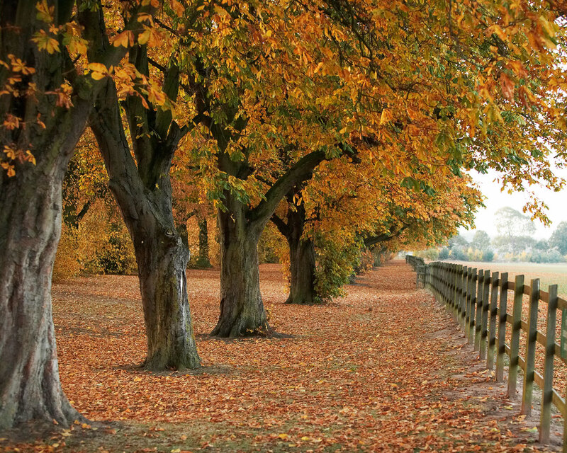 Autumn Trees in Alley