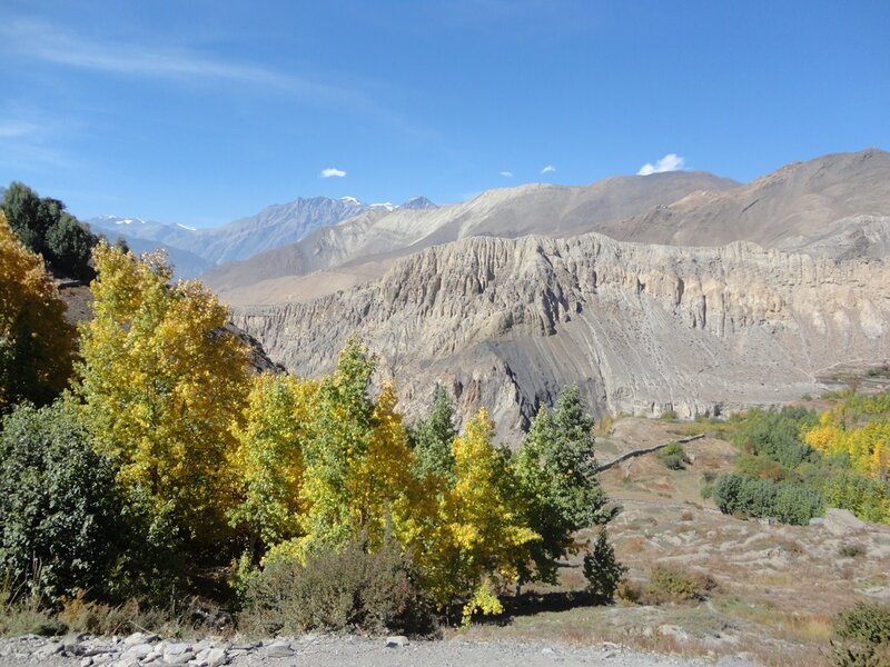 Autumn Trees in Canyon — Yellow