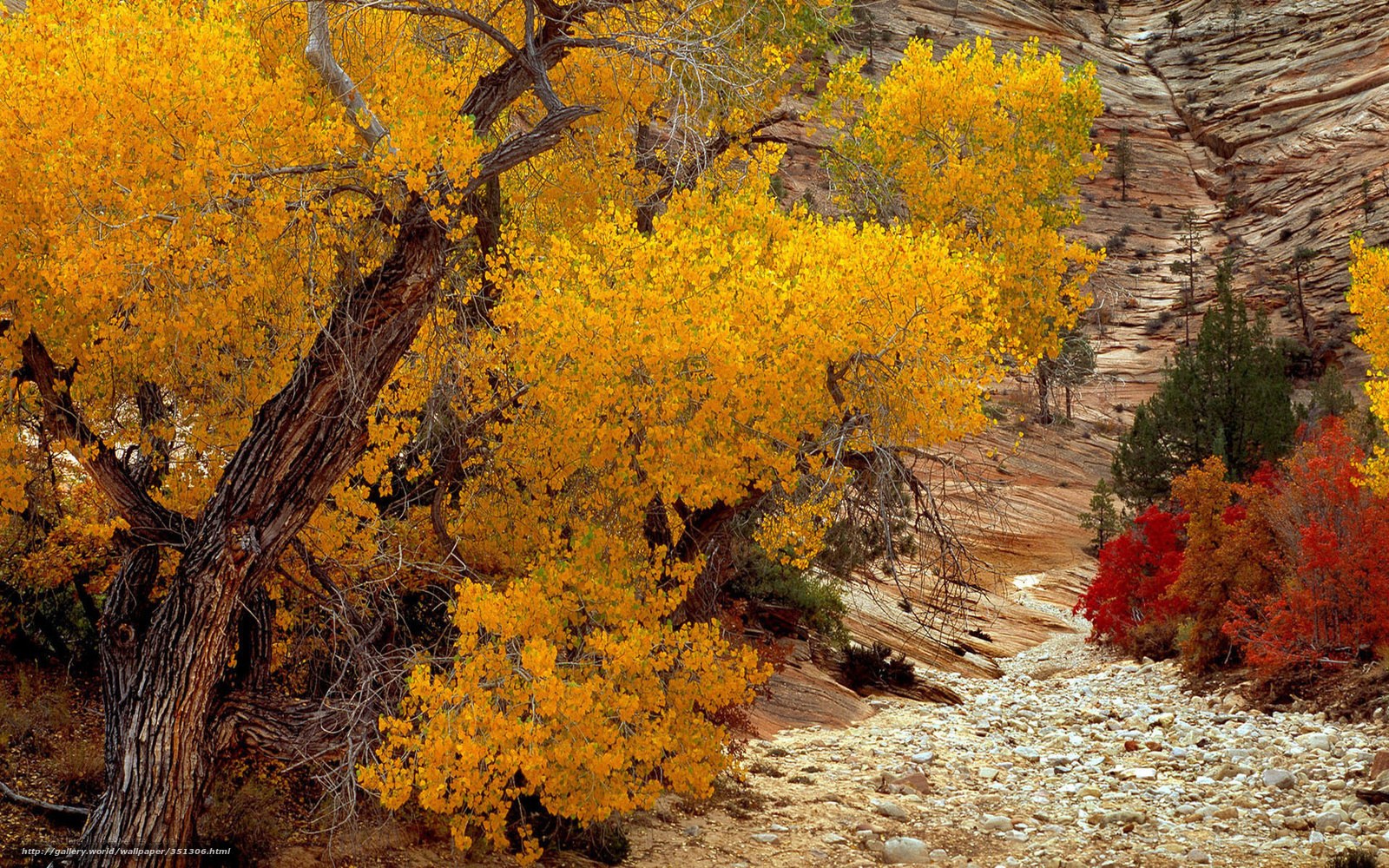 Autumn trees in canyon