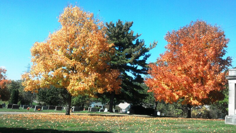 Autumn Trees in Cemetery — Orange, Serene