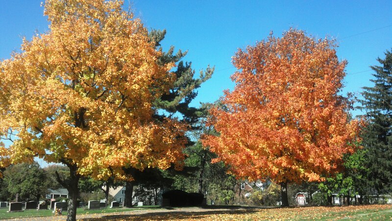 Autumn Trees in Cemetery — Orange