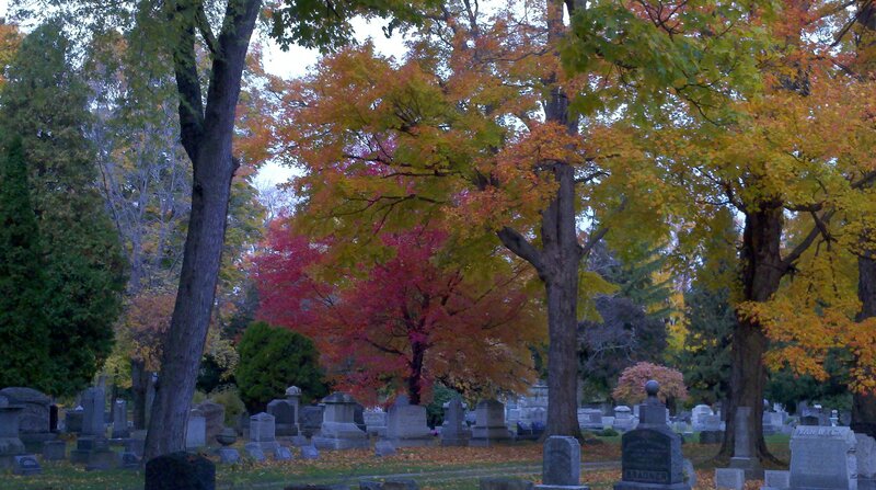 Autumn Trees in Cemetery