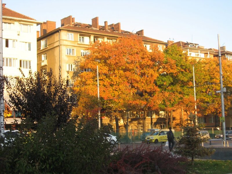 Autumn Trees in City