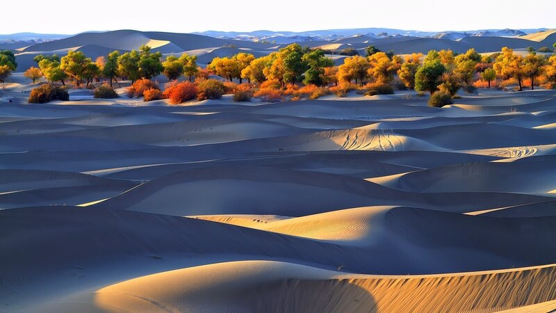 Autumn Trees in Desert — Orange, Serene, Morning