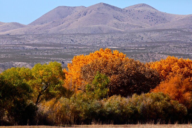 Autumn Trees in Desert — Orange, Serene